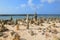 Stone Cairns on Baby Beach In Aruba