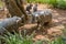 Stone carved figures of elephants and bulls under tree