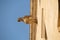 Stone carved Gargoyle mounted on the exterior of a historic building in Barcelona