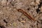 Stone Centipede - Genus Lithobius