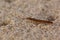 Stone centipede, Lithobiomorpha, walking along sand while hunting in sand hopper holes near the shoreline in June, scotland.