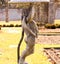 Stone Child Statue Holds Bird Bath at Historic Gardens Open to the Public