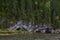 Stone Circles on the left bank of the Usva river near the rocks Usvinskie pillars