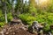 Stone and clay trail in the alpine forest.