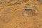 Stone on coastal cliff at Petrified Forest Walk, Cape Bridgewater in Victoria, Australia