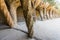 Stone colonnade in Park Guell in Barcelona