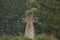 Stone concrete cross religion sigh on ground hill with forest spruce needle trees dark green moody foliage unfocused background
