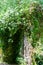 Stone covered garden entrance covered in foliage