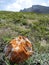 Stone covered with orange moss on the background of a mountain range. Rocky Mountain, sloping Ridge at spring