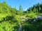 Stone covered path leading through a mountain meadow