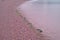 Stone Covered Shore In Nova Scotia On The Bay Of Fundy