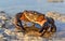 stone crab pictures
