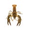 Stone crayfish, Austropotamobius torrentium, is a freshwater crayfish