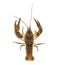 Stone crayfish, Austropotamobius torrentium, is a freshwater crayfish