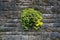 Stone Crop Succulent Growing on Old Stone Wall