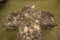 Stone cross in a garden of an old mansion in ruins