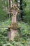 Stone cross tombstone decorated with two cherubs and covered with ivy