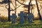 Stone crosses at sunset in German military cemetery, Europe