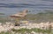 Stone curlew