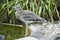 Stone Curlew - Burhinus oedicnemus oedicnemus