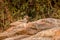 Stone curlews bird at bird sanctuary