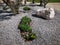 Stone decorative on gravel and green space