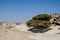 Stone desert with clump of  trees, rocky outcrops, gravel, and some low shrubs