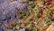 Stone desert, flowering plants xerophytes, desert landscape of a dried up river bed in Texas