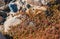 Stone desert, flowering plants xerophytes, desert landscape of a dried up river bed in Texas