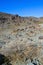 Stone desert and various desert plants in an arid area in Joshua Tree National Park