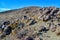 Stone desert and various desert plants in an arid area in Joshua Tree National Park