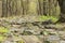 Stone dirt road in the deciduous forest in spring.