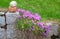 Stone fencing overgrown with flowers