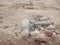 a stone fire pit with leftover kindling wood, on the beach