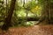 A stone footbridge in the woods in California