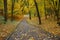 Stone footpath in autumn city park with yellow fallen leaves