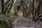 Stone footpath in fantastic green tropical jungle. Rainforest in Nepal, Himalaya