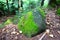 Stone in the forest with green moss. Beautiful nature textures