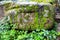 Stone in the forest , overgrown with moss and wild grapes