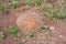 Stone formation buried in ground reminiscent of dinosaur eggs have been found near the village of Wet Olhovka Kotovo District,