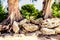 Stone formation at Seven Miles Beach