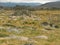 Stone formations in alpine meadow