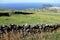 Stone frame of the rural ruin in the field, ocean coast and Angra do Heroismo in the background, Terceira, Azores, Portugal