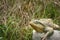 Stone frog on a grass and looking at camera