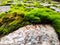 Stone fungus green photography love