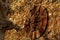 Stone gargoyle and brick exterior detail in the background. rusty steel wall clock