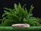 stone granite rock podium on green grass fern forest jungle black background.cosmetics and moisture beauty natural product present