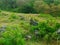 Stone and grass land near the stream in my village