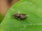 Stone Grasshopper on leaves 