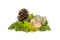 Stone with green stabilized lichen and pine cone, natural backdrop  for product display